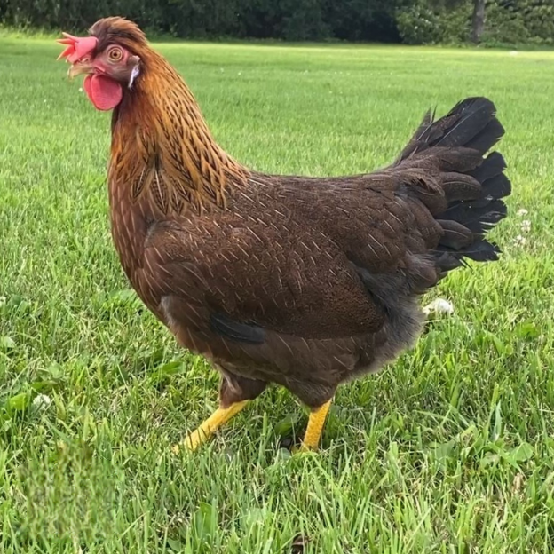 Olive Egger Female — Batch 2026-09-02