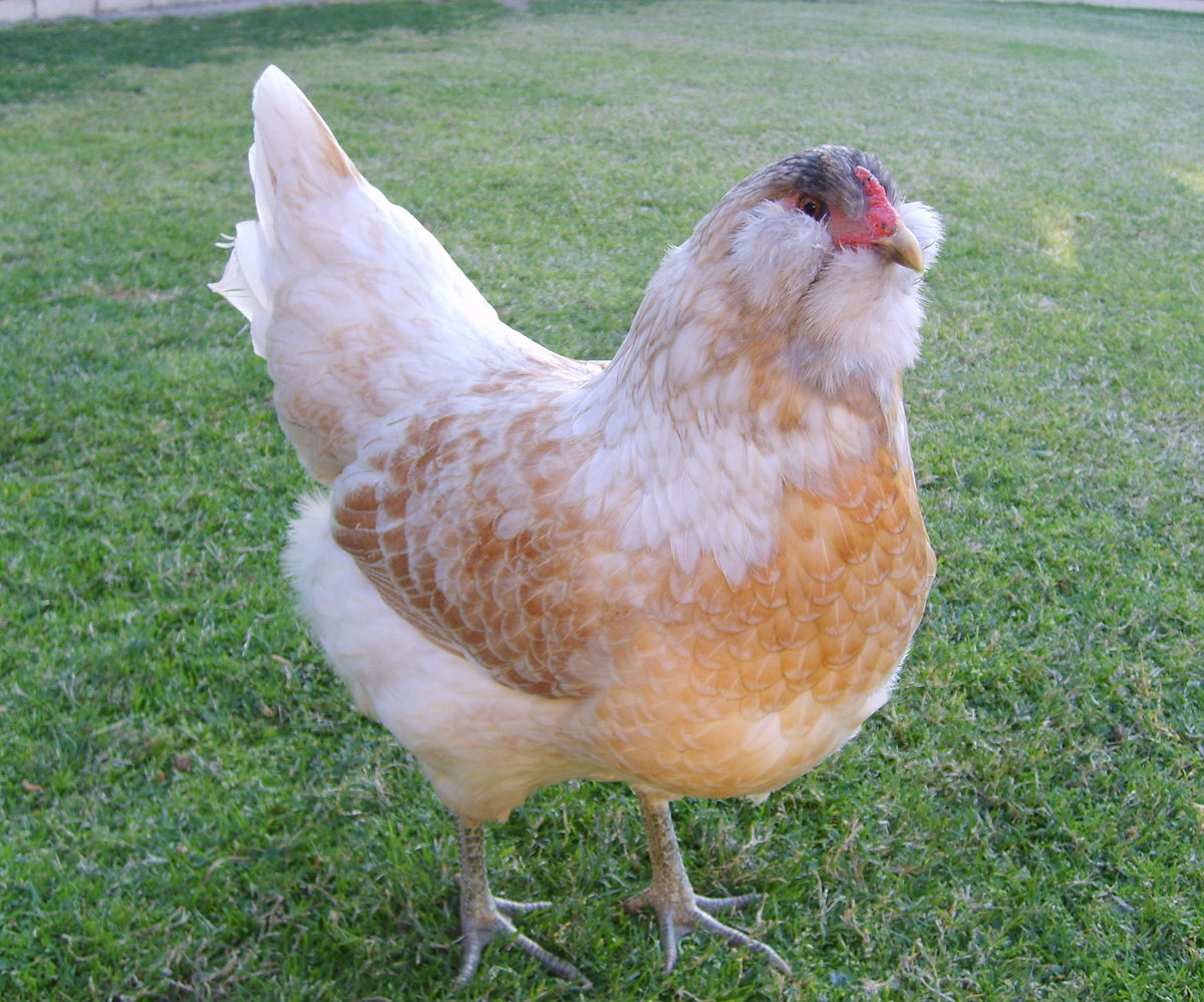 Easter Egger Female — Batch 2026-09-02