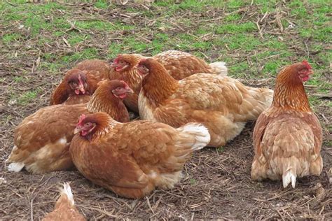 ISA Brown Laying Hens