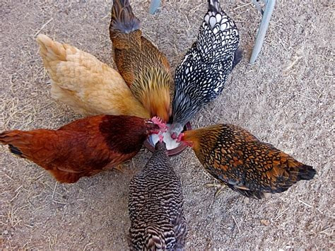 HENS