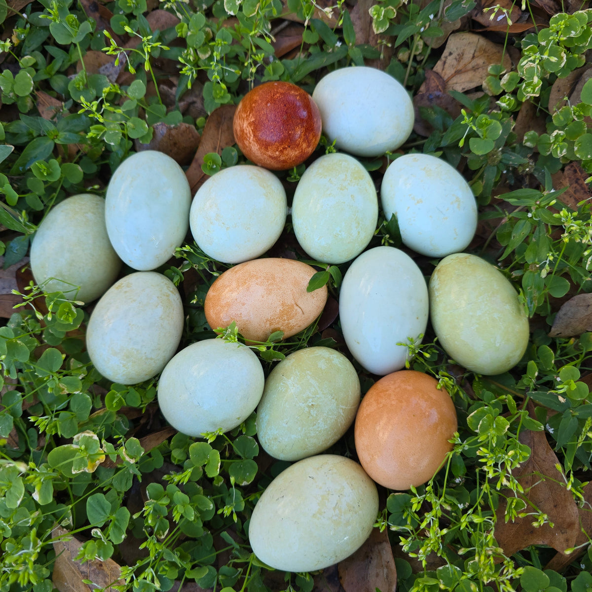 EGGS