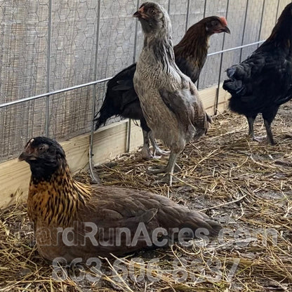 Ameraucana Laying Hens