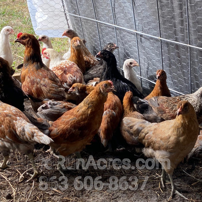 Ameraucana Laying Hens