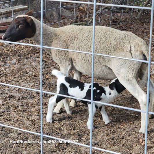 KATAHDIN DORPER Ewes