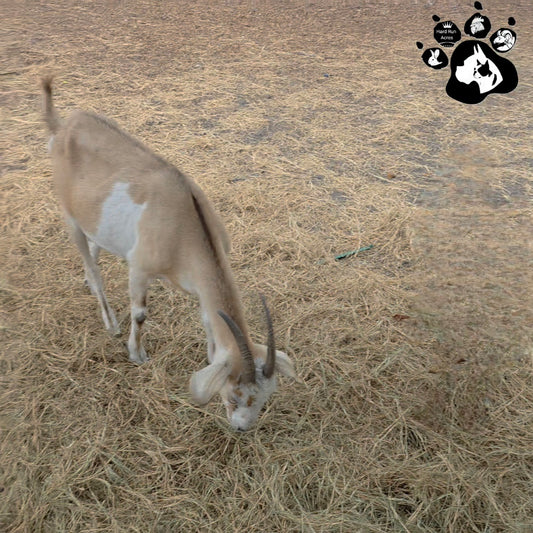 Goats - Nanny