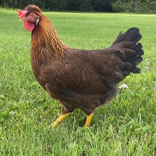 Olive Egger Female — Batch 2026-09-02