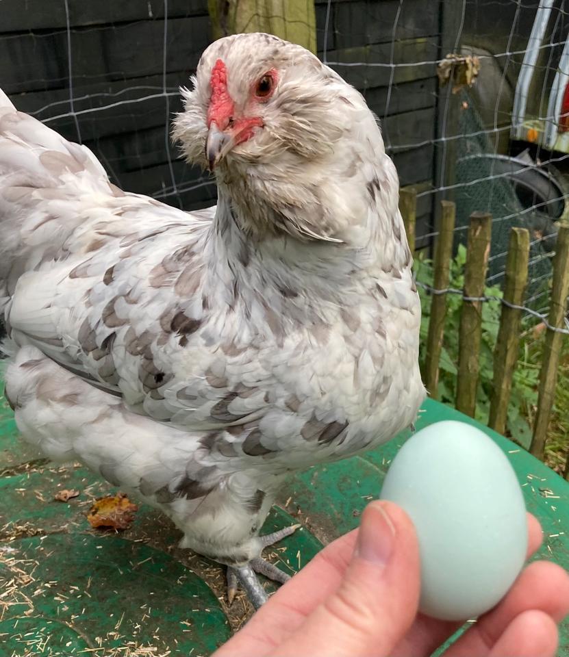 Ameraucana Laying Hens