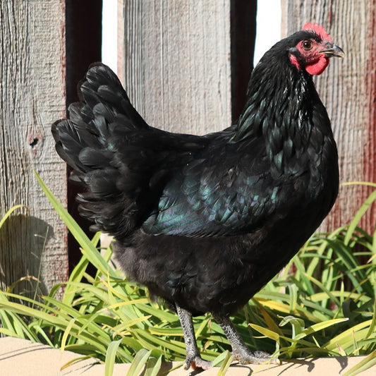 Black Australorp Female — Batch 2026-09-02