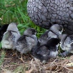 Blue Australorp