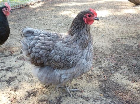 Blue Australorp