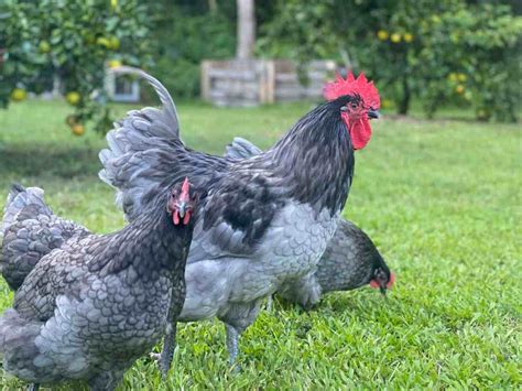 Blue Australorp