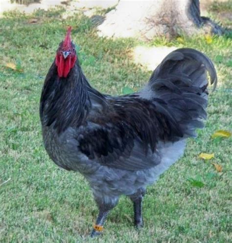 Blue Australorp