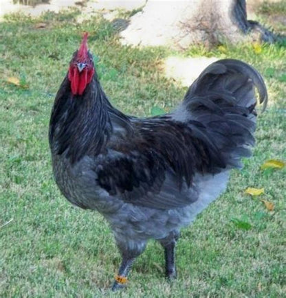 Blue Australorp