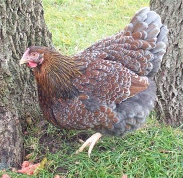 Blue Laced Gold Wyandotte Female — Batch 2026-09-02