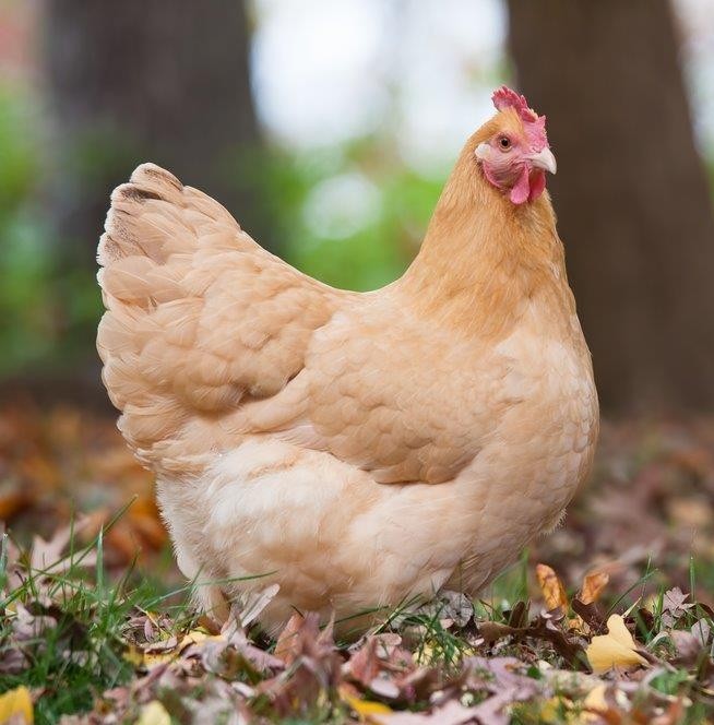 Buff Orpington Female — Batch 2026-09-02