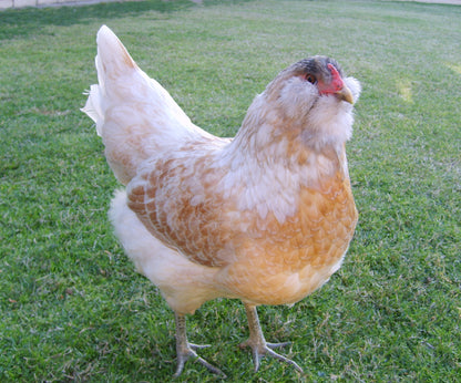 Ameraucana Laying Hens