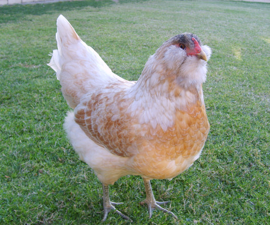 Easter Egger Female — Batch 2026-09-02