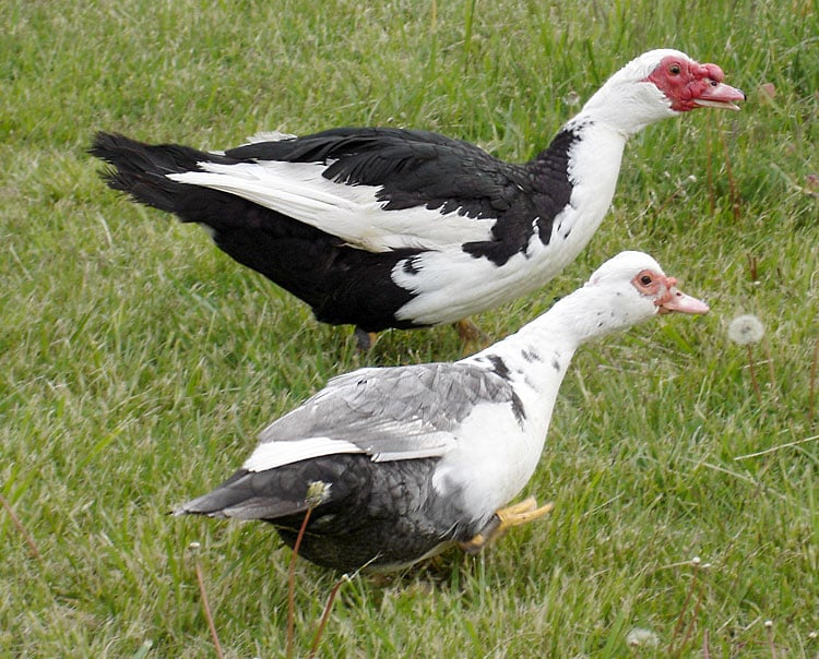 Muscovy