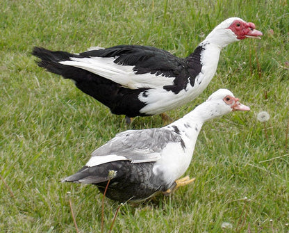 Muscovy