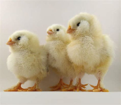 Salmon Faverolles