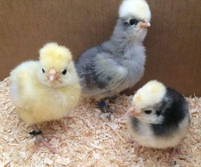 Silkies