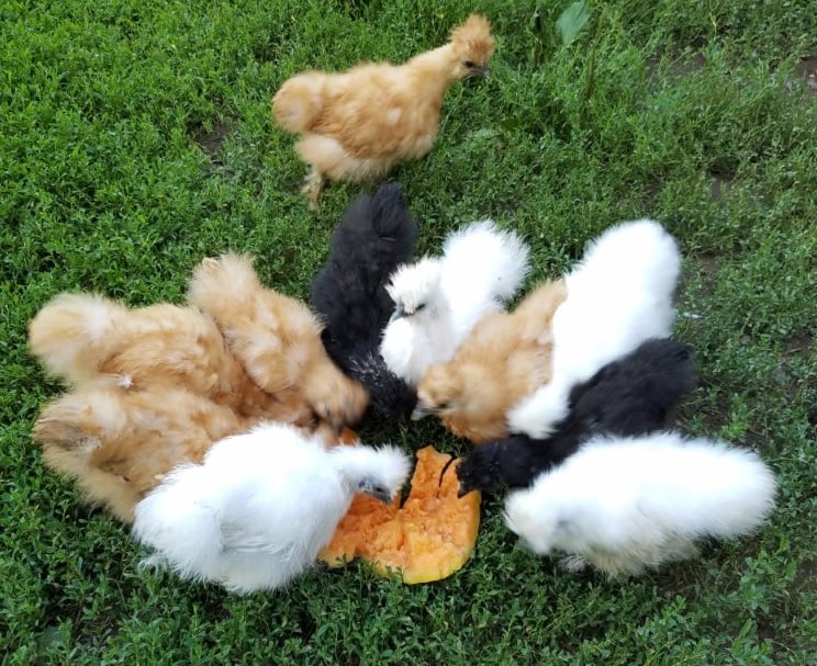 Silkies