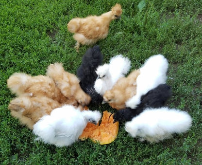 Silkies