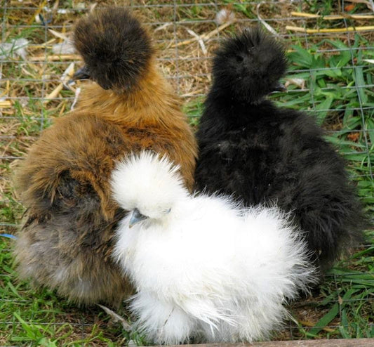 Silkies