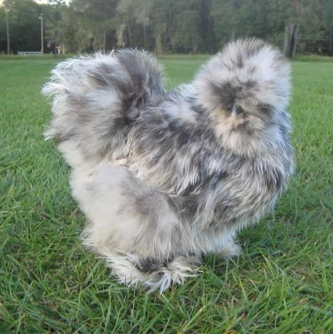 Silkies