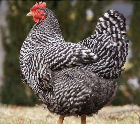 Barred Rock Female — Batch 2026-09-02