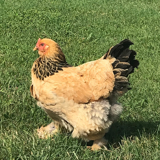 Buff Brahma Female — Batch 2026-09-02