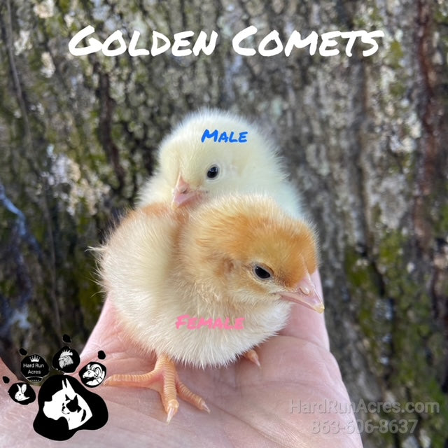 Golden Comet Laying Hens