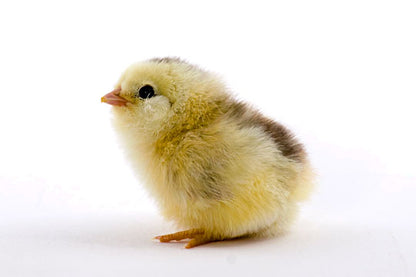 Ameraucana Laying Hens