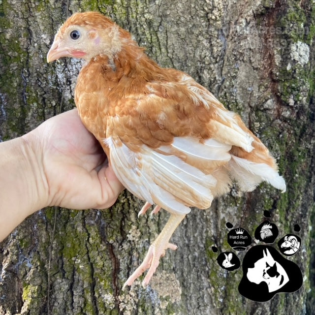 Golden Comet Laying Hens