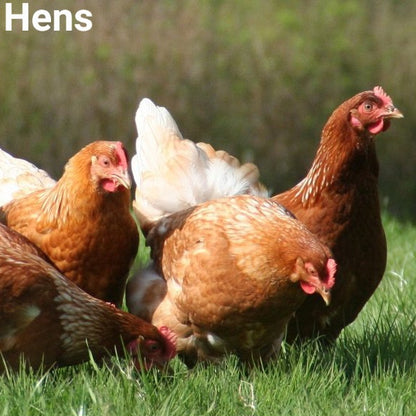 Golden Comet Laying Hens