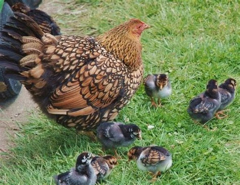 Golden Laced Wyandotte Female — Batch 2026-09-02