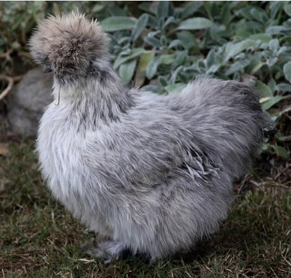Silkies