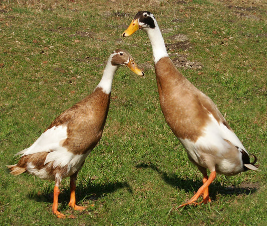 Penciled / Fawn & White Runner