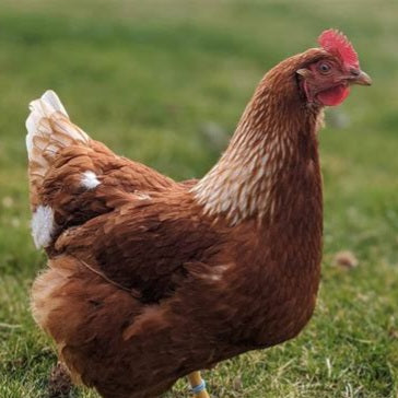 ISA Brown Laying Hens