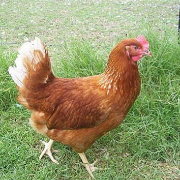 ISA Brown Laying Hens