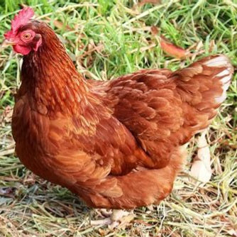 ISA Brown Laying Hens