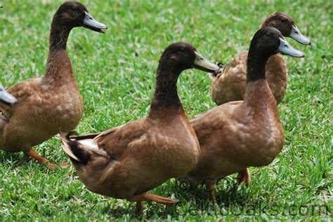 Khaki Campbell