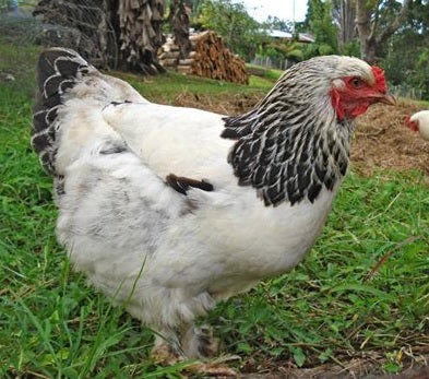 Light Brahma - Commercial Female — Batch 2026-09-02