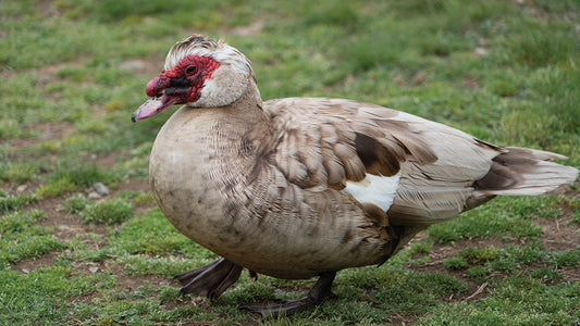 Muscovy
