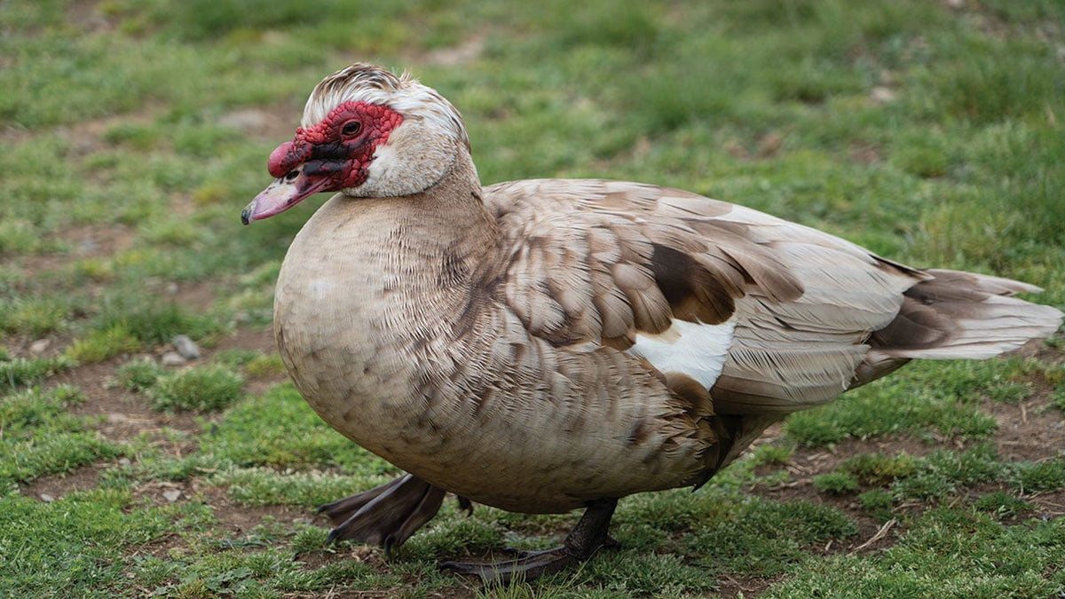 Muscovy