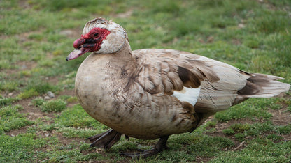 Muscovy