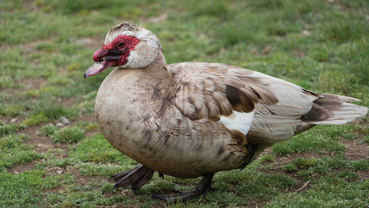 Muscovy