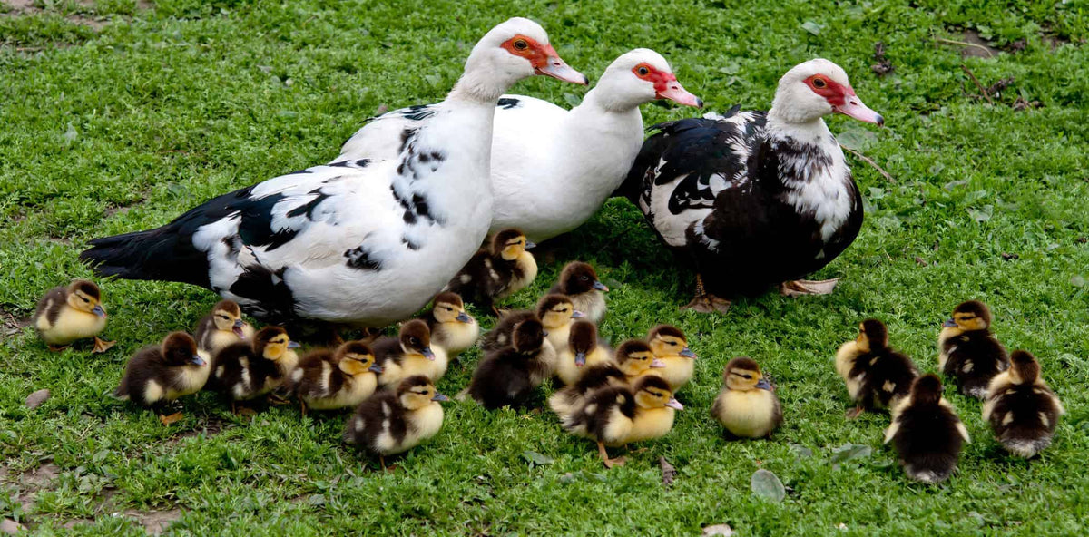 Muscovy