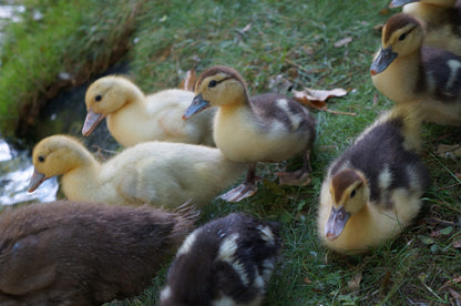 Muscovy