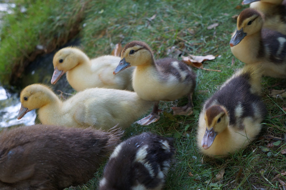 Muscovy
